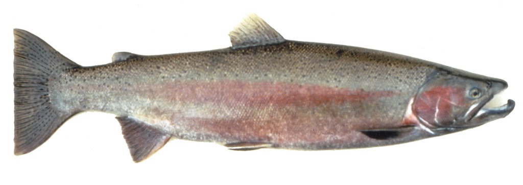 steelhead-